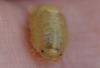 Sphaeroma serratum